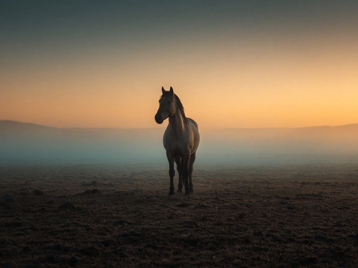 A lone horse on an open misty plain at first light, teal shadows and a warm gold horizon