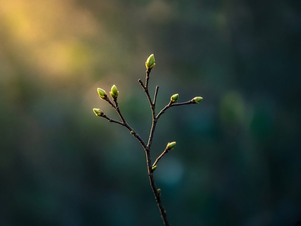 Bare winter branches against a pale sky, the first green buds catching warm gold light